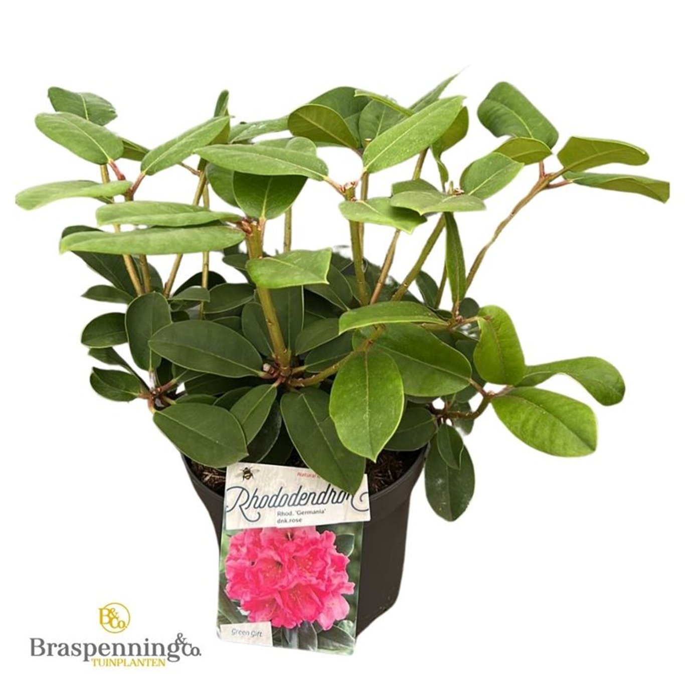 Rhododendron – Rhododendron 'Germania' - C5 30-40 CM